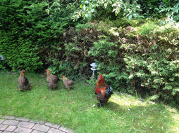 De tuin met kippen die heerlijk vrij rondlopen