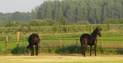 Jannyhoeve paarden