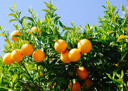 Overal sinaasappelbomen in de tuin en bij het ontbijt een vers sapje!