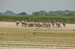 Konikspaarden in natuurgebied Lauwersmeer